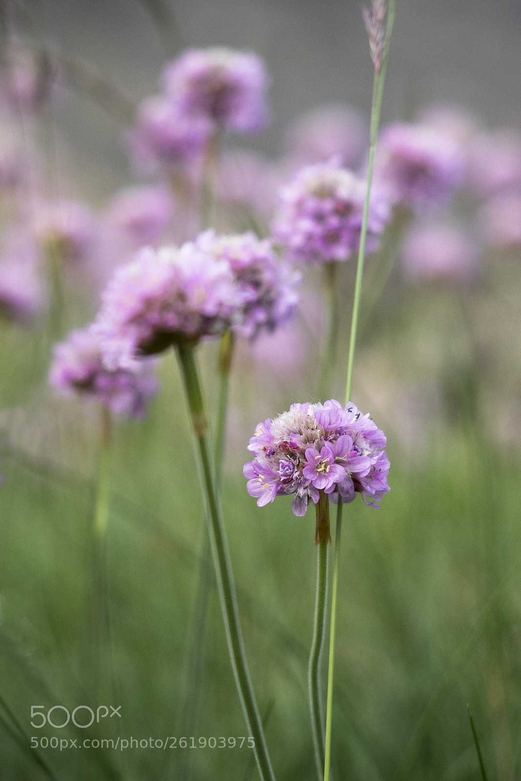 Olympus OM-D E-M1 sample photo. Thrift photography