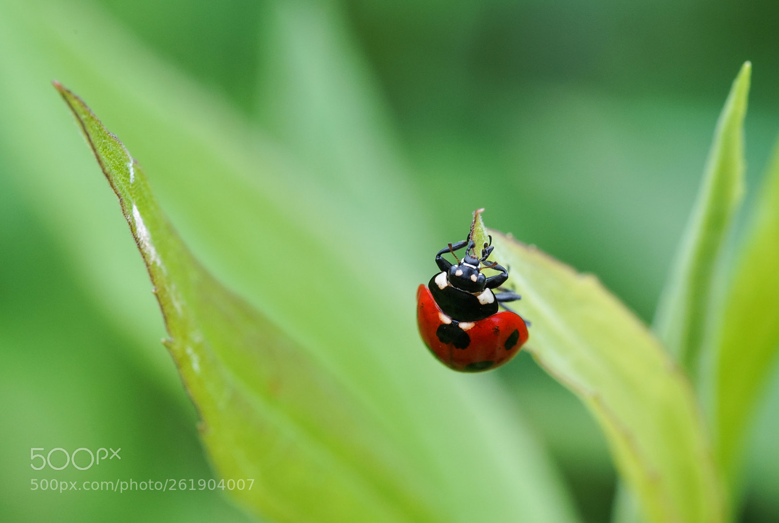 Sony a7R III sample photo. Ladybird beetle photography