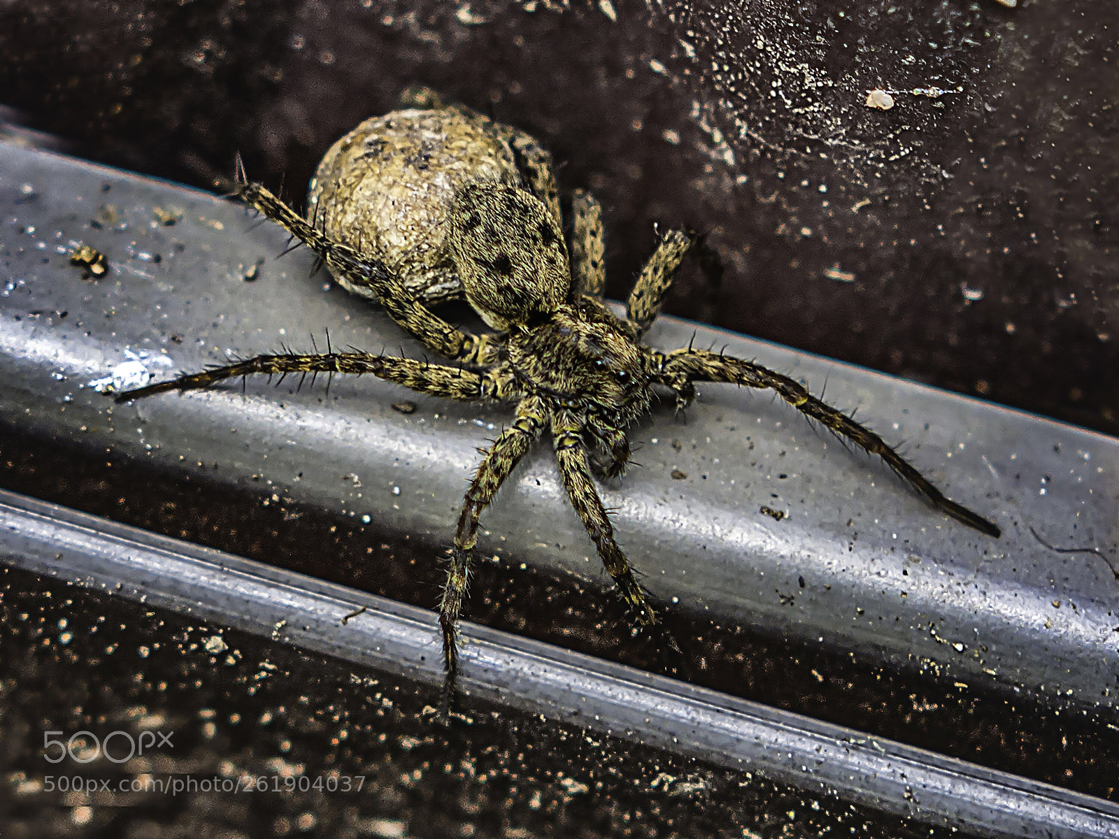 Nikon D7100 sample photo. Garden spider with eggs photography