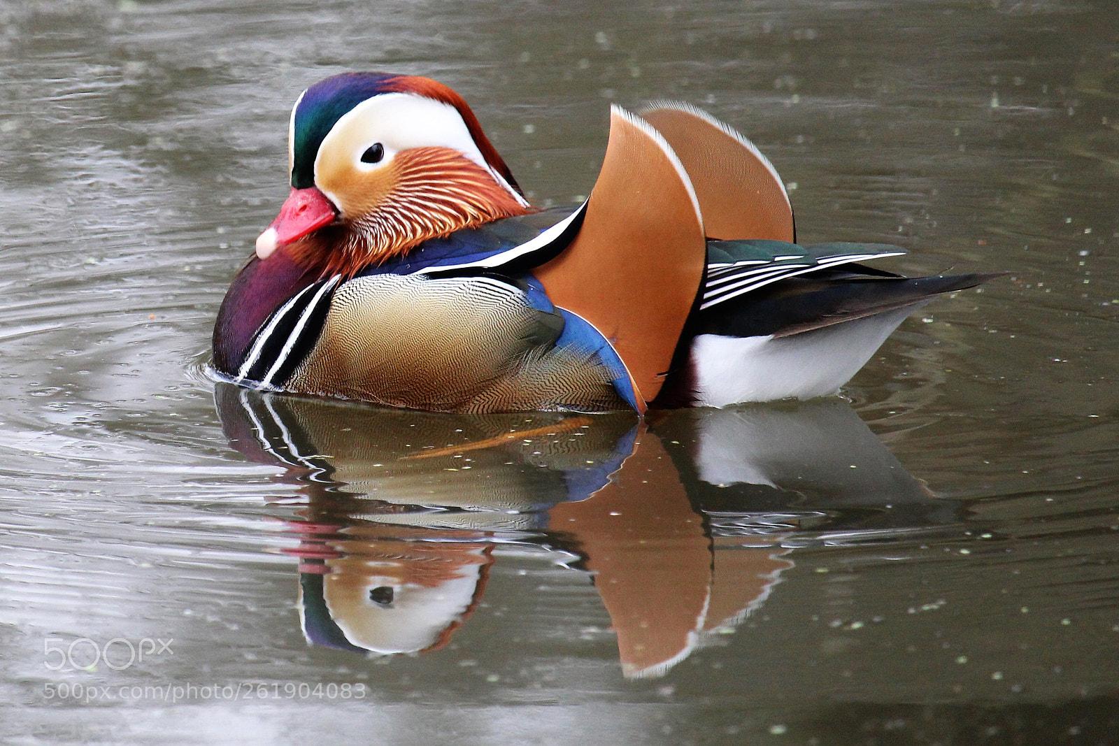Canon EOS 1300D (EOS Rebel T6 / EOS Kiss X80) sample photo. Mandarin duck photography