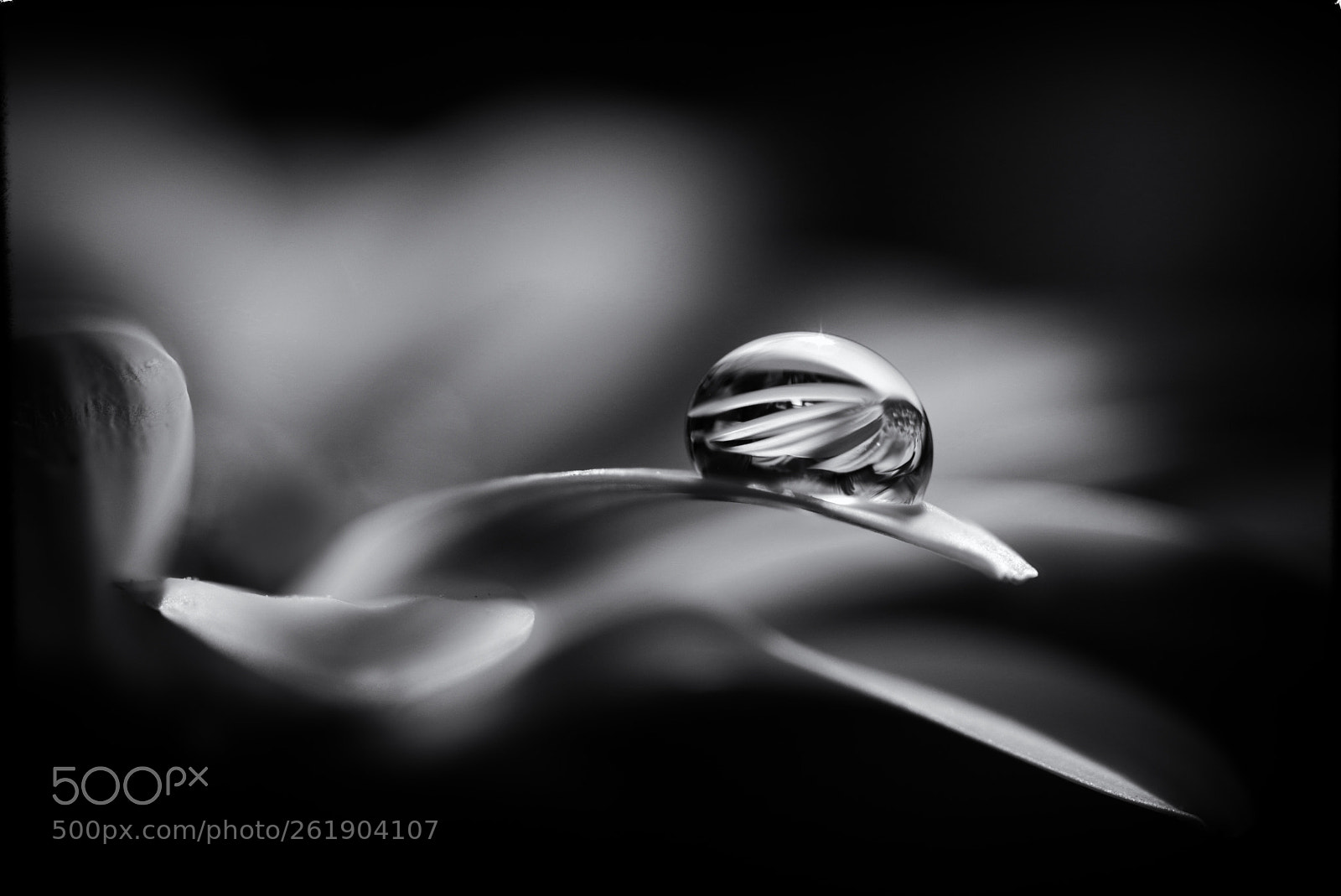 Canon EOS 70D sample photo. Flower drop photography