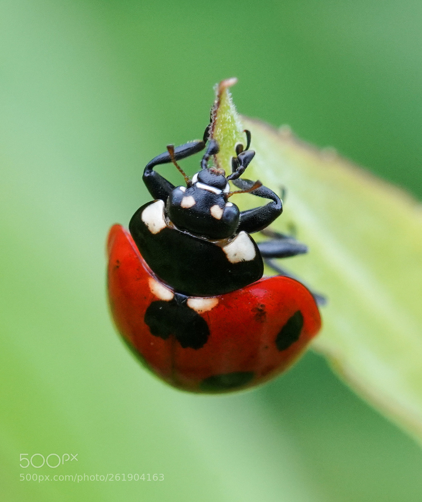 Sony a7R III sample photo. Close inspection photography