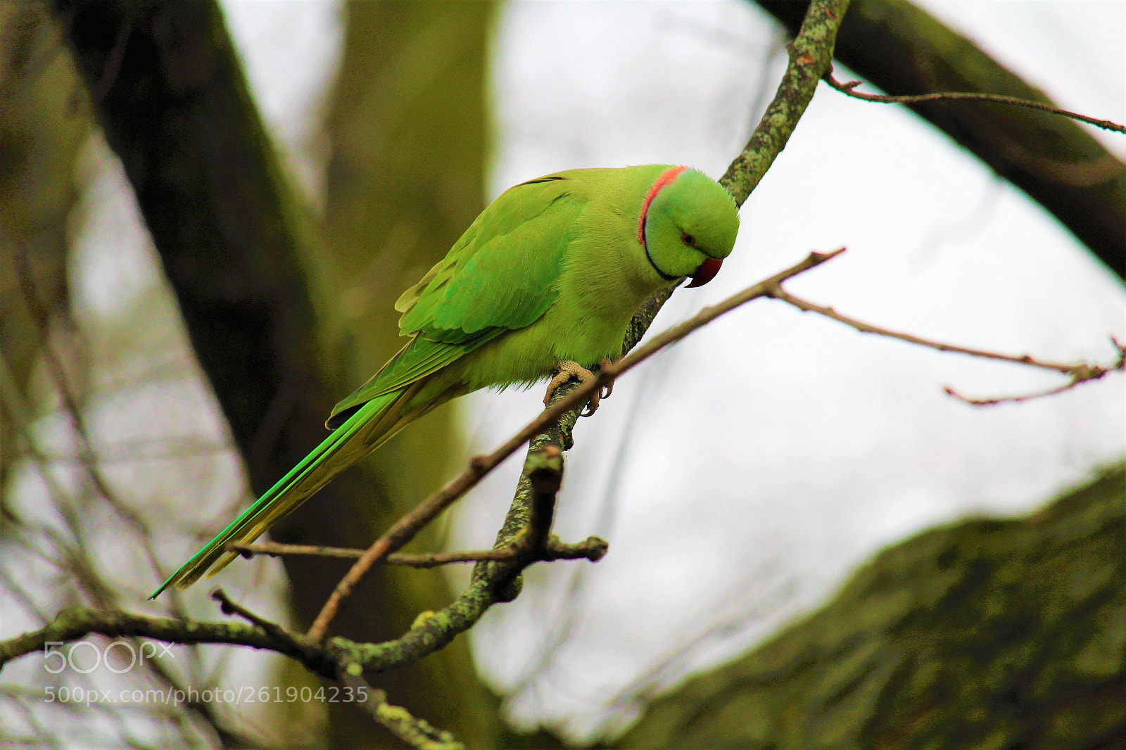 Canon EOS 1300D (EOS Rebel T6 / EOS Kiss X80) sample photo. Ring-necked parakeet photography