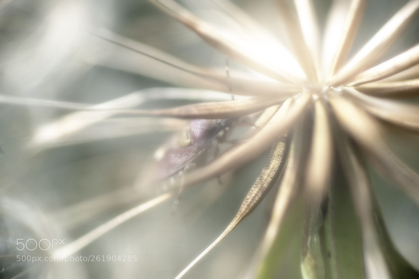 Nikon D3 sample photo. Soft serie mist photography