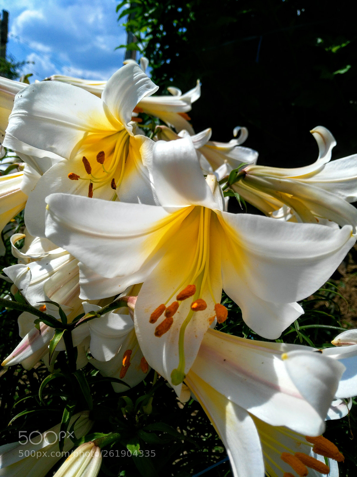 HUAWEI G7-L01 sample photo. Beautiful flower... photography