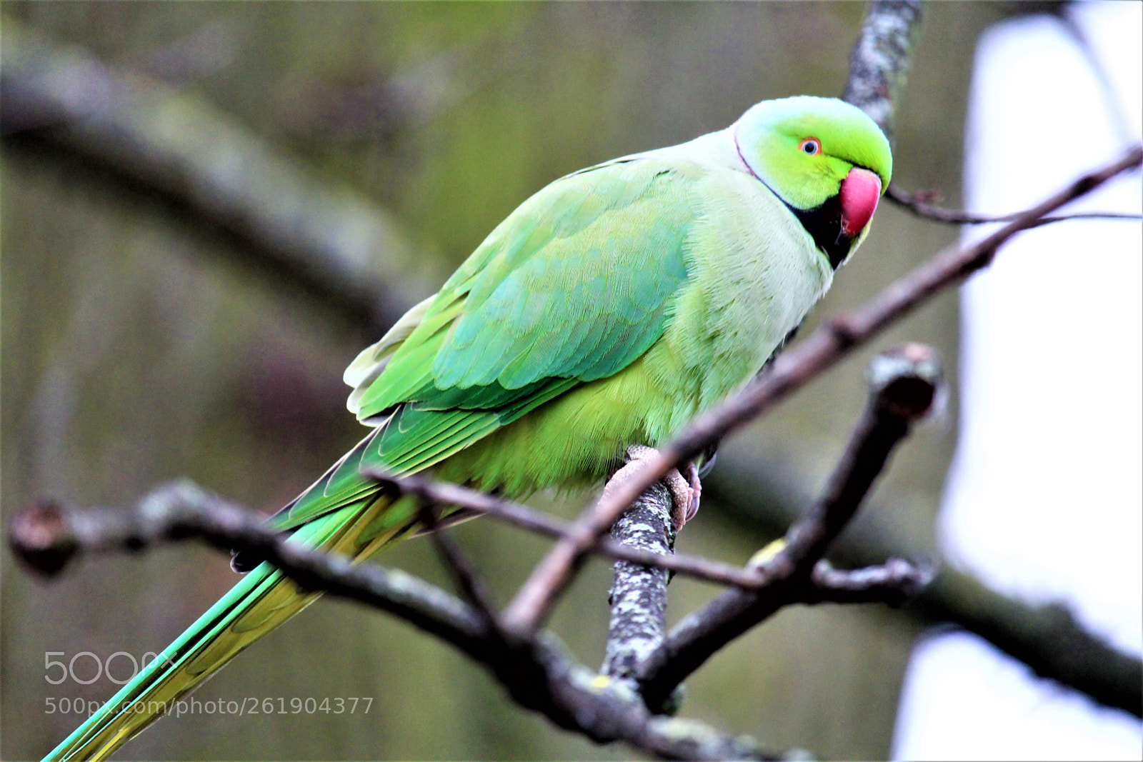 Canon EOS 1300D (EOS Rebel T6 / EOS Kiss X80) sample photo. Ring-necked parakeet photography