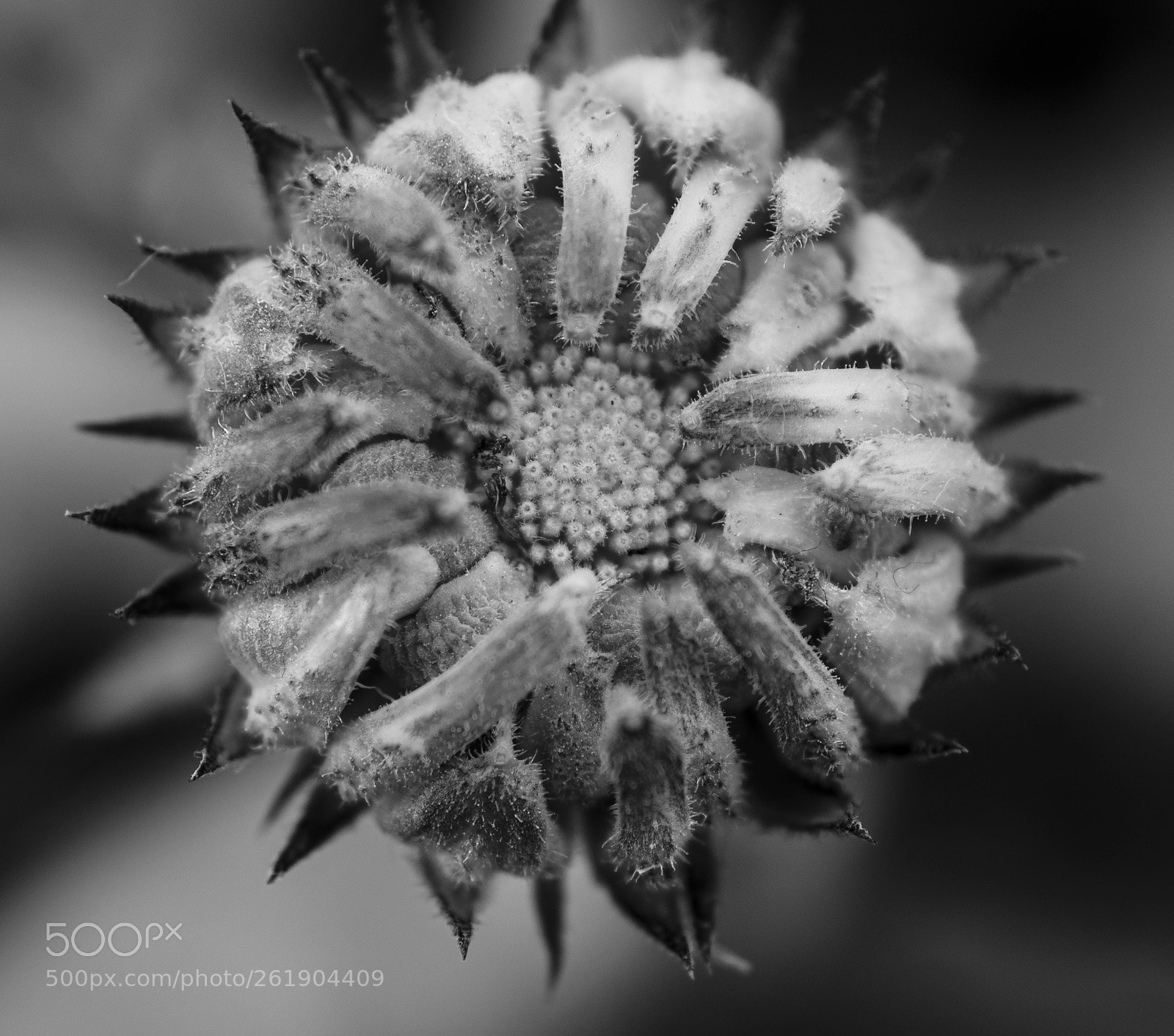 Nikon D7100 sample photo. Essence of spring, the photography