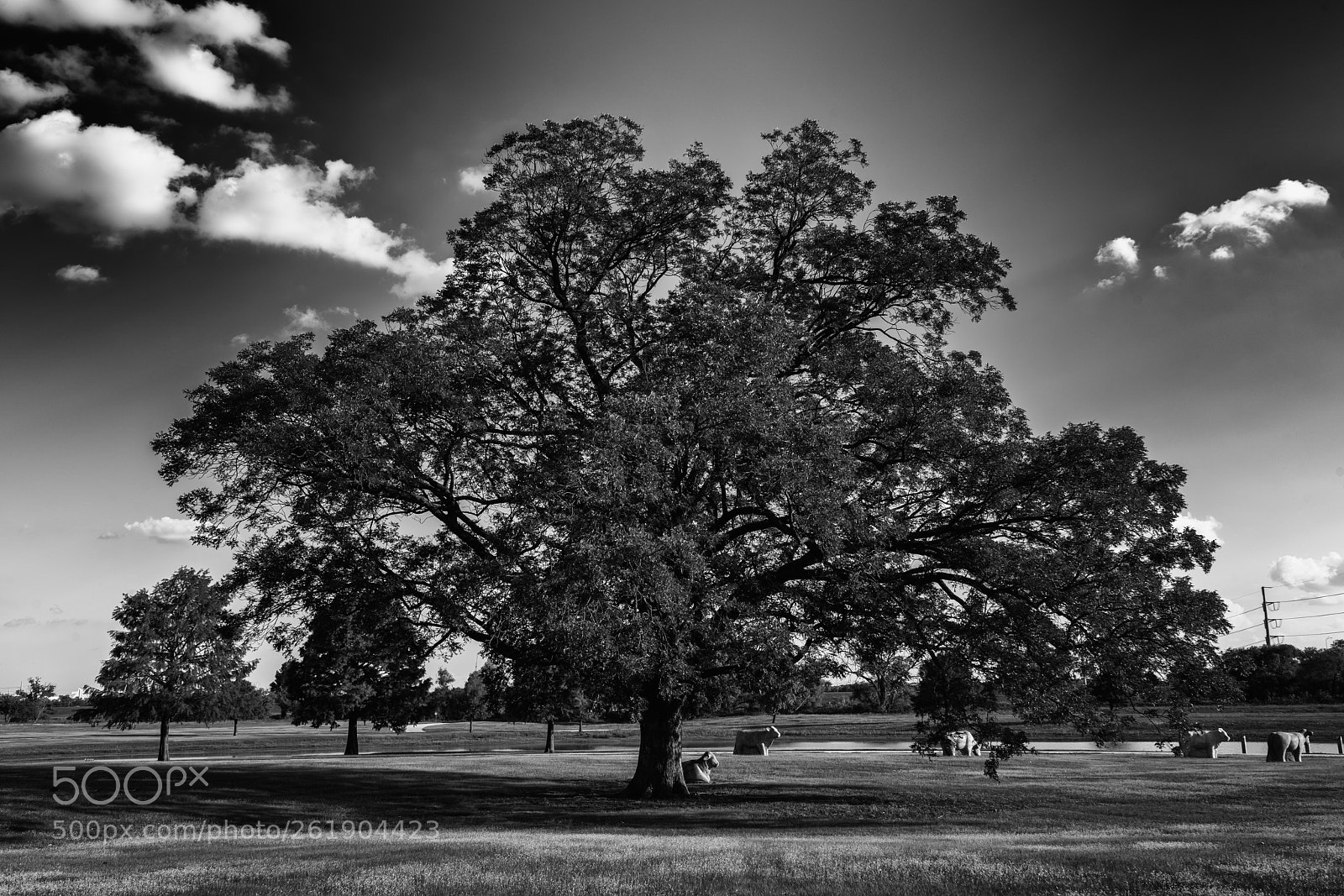 Sony a7R II sample photo. Big tree photography
