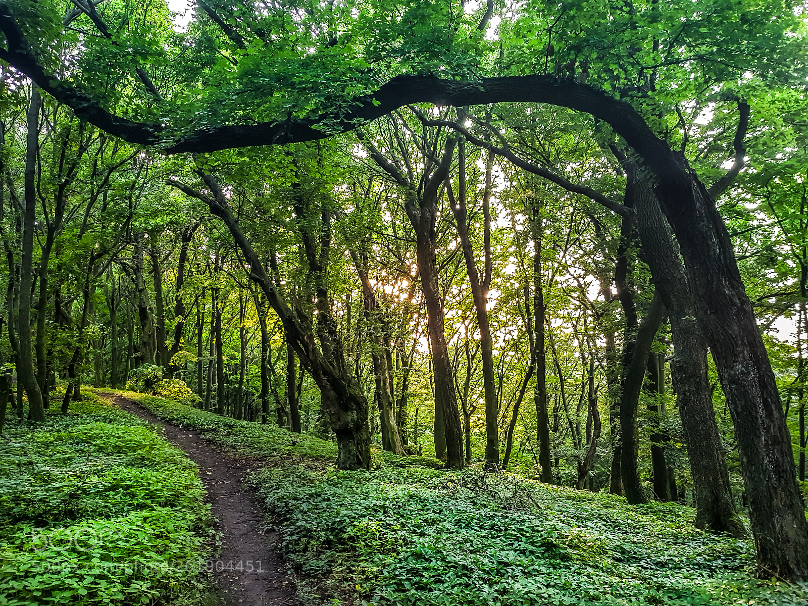 Samsung Galaxy S8 sample photo. Summer forest photography