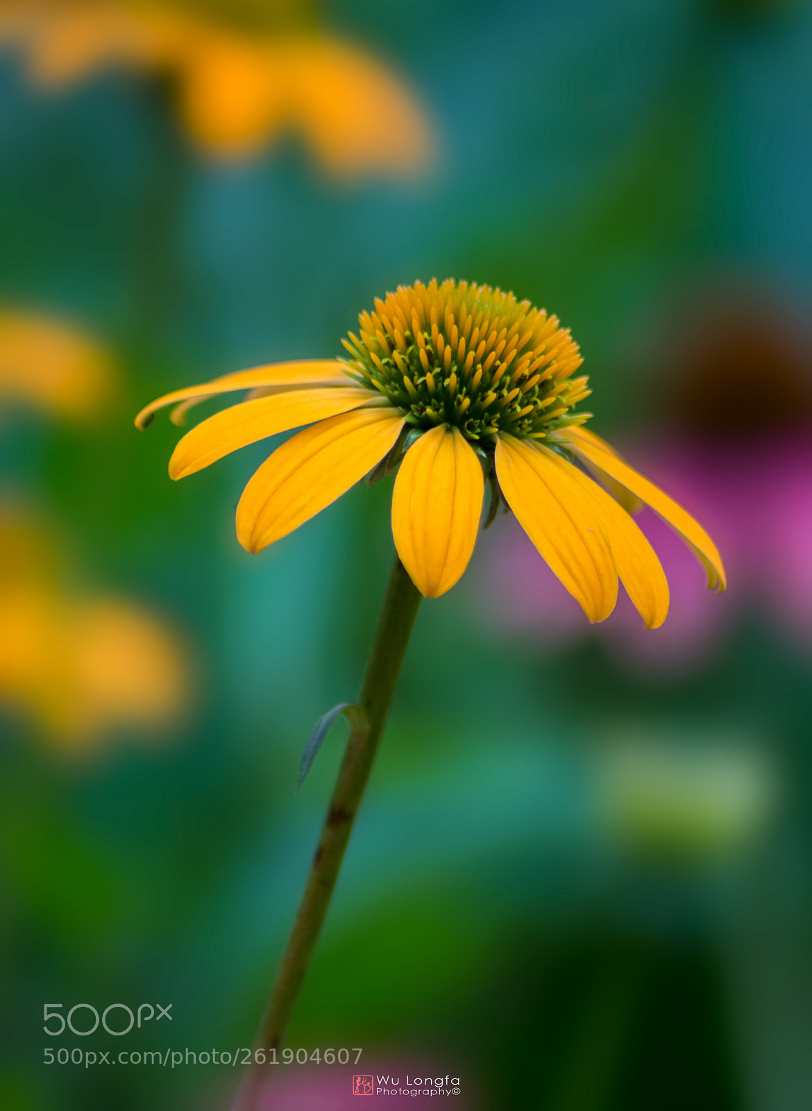 Sony a7 II sample photo. Chrysanthemums photography