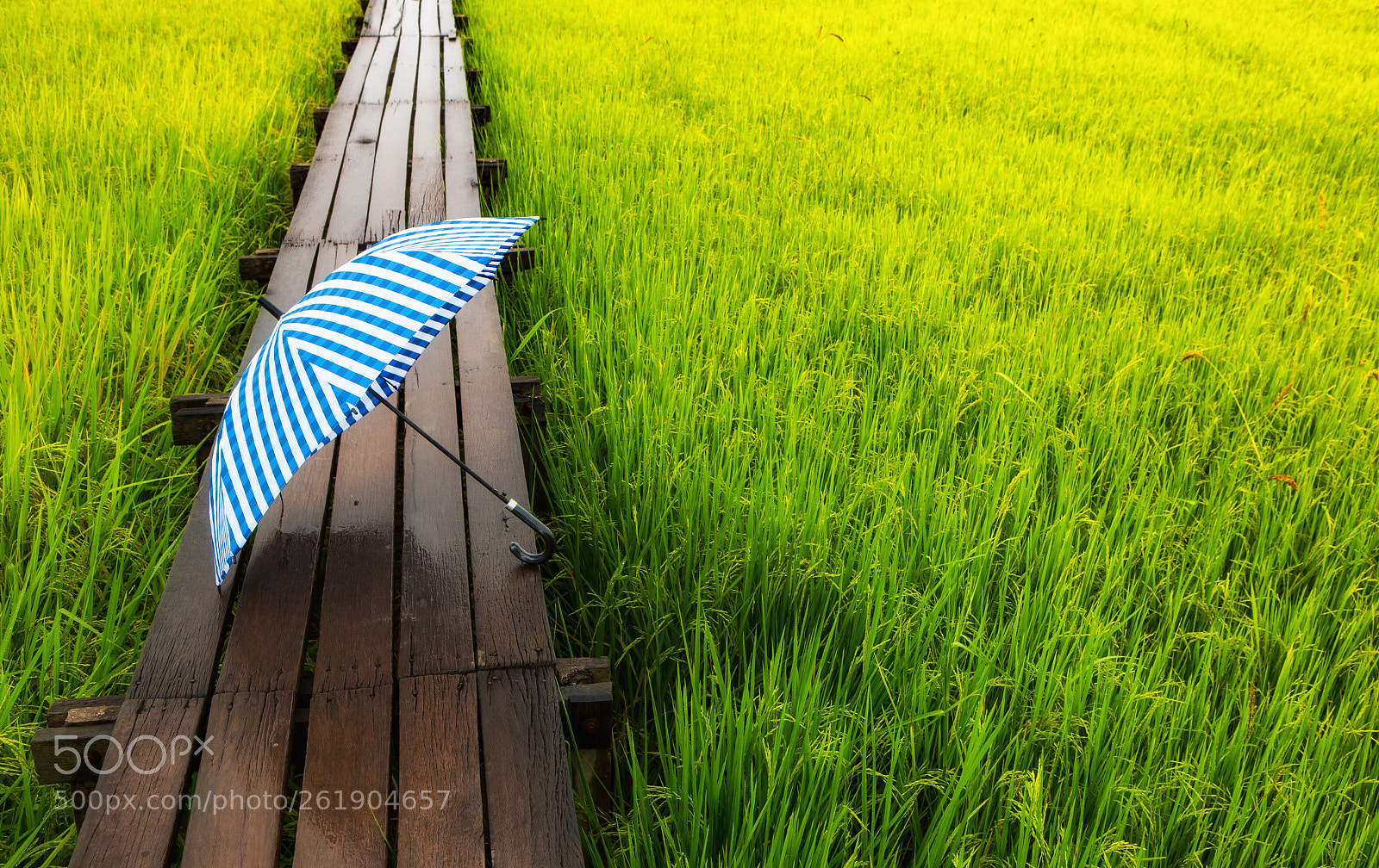 Canon EOS 6D sample photo. Img photography