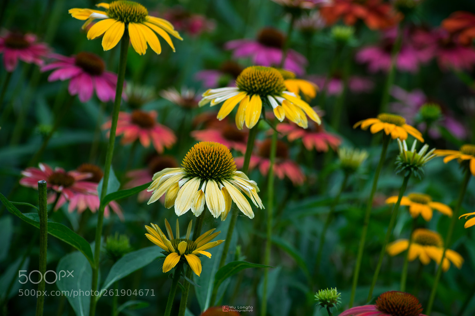 Sony a7 II sample photo. Chrysanthemums photography