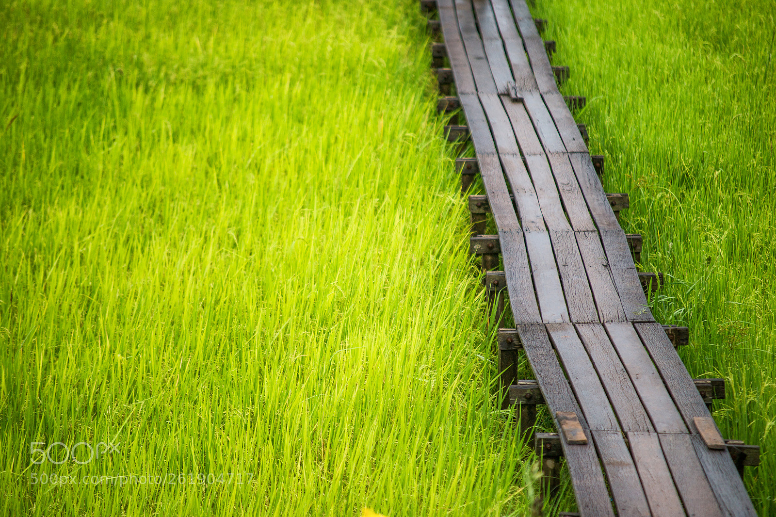 Canon EOS 6D sample photo. Img photography