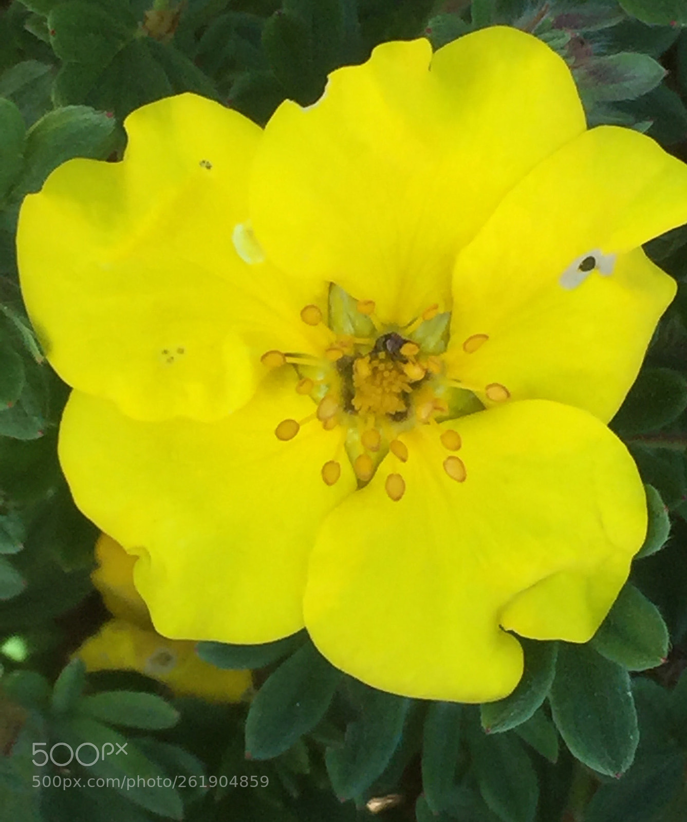 Apple iPhone 6 sample photo. Yellow flower photography