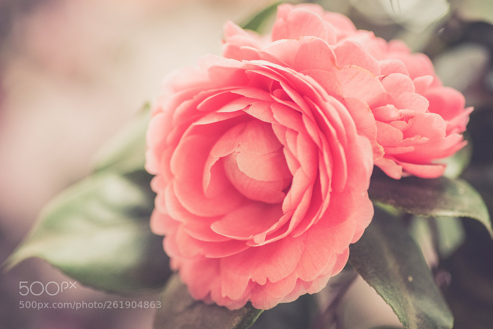 Nikon D750 sample photo. Japanese rose photography