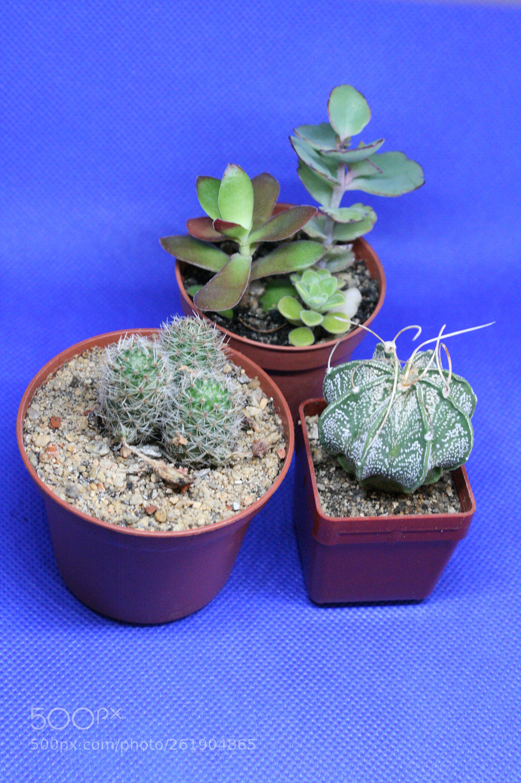 Canon EOS 400D (EOS Digital Rebel XTi / EOS Kiss Digital X) sample photo. Cacti cacti photography