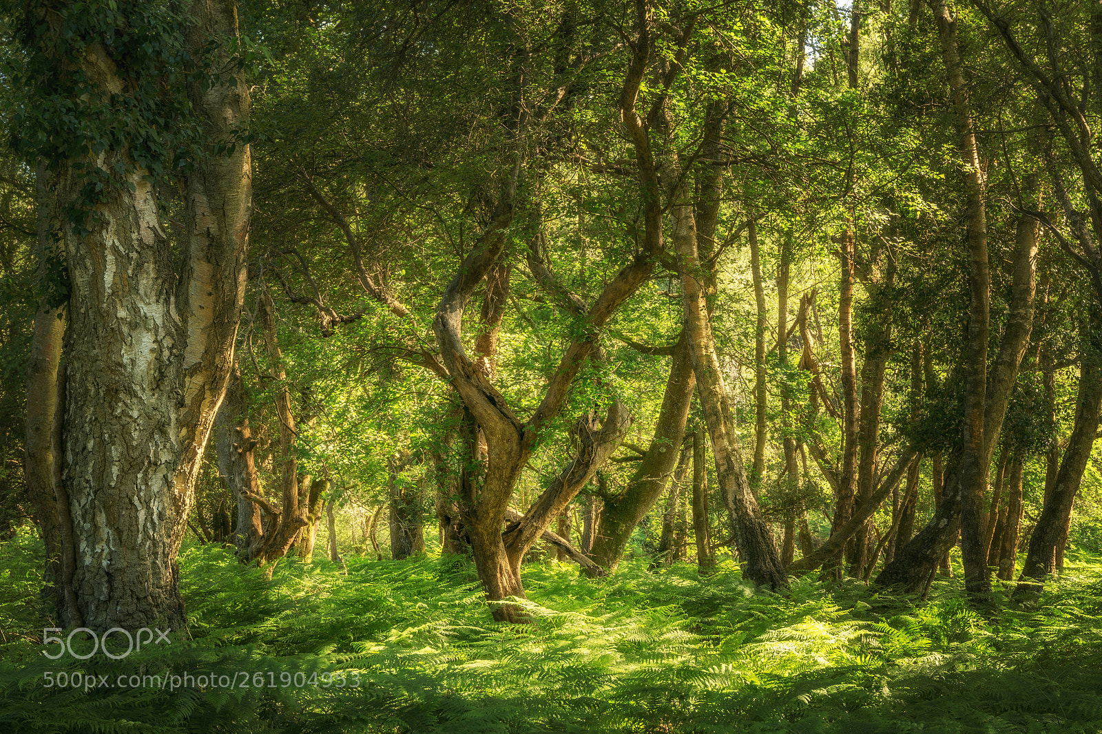 Sony a6000 sample photo. New forest 1 photography