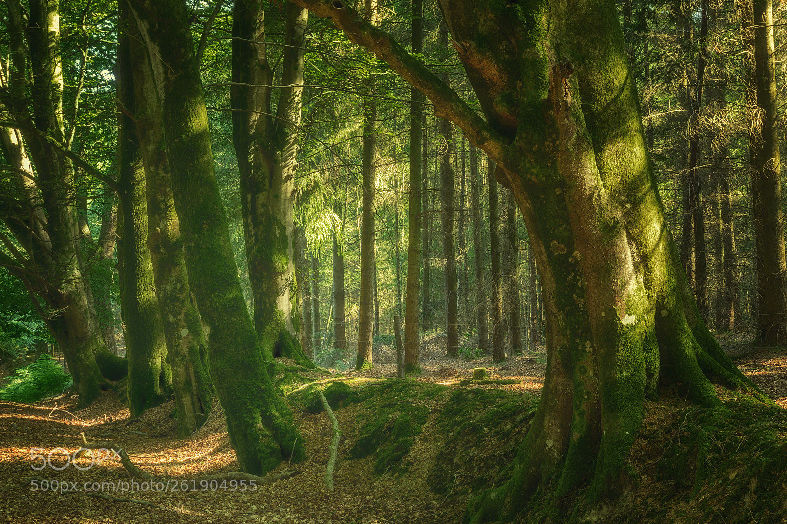Sony a6000 sample photo. New forest 2 photography