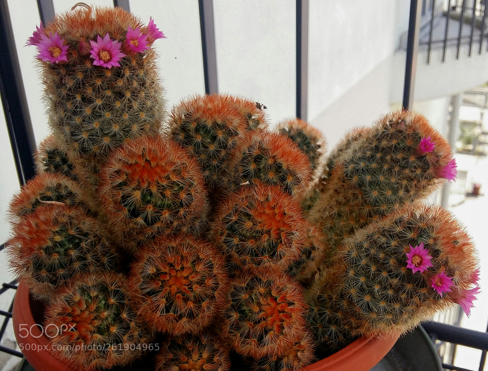 Samsung Galaxy A5 sample photo. Homegrown cactus in bloom photography