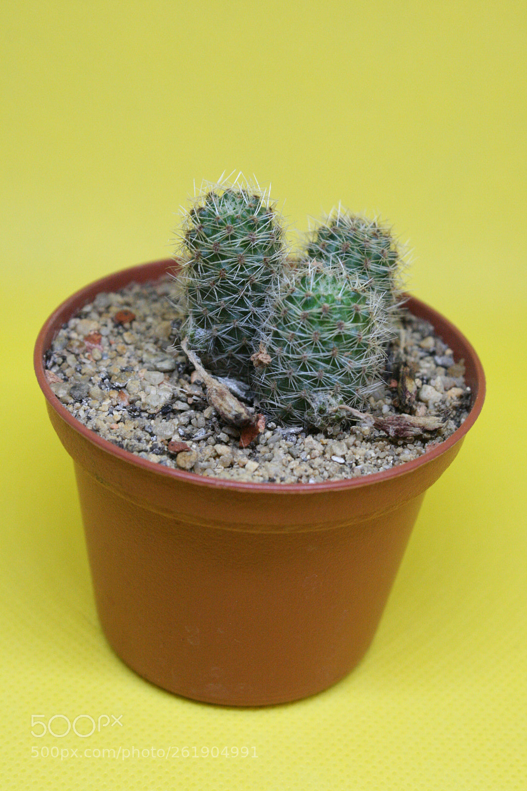 Canon EOS 400D (EOS Digital Rebel XTi / EOS Kiss Digital X) sample photo. Cacti photography