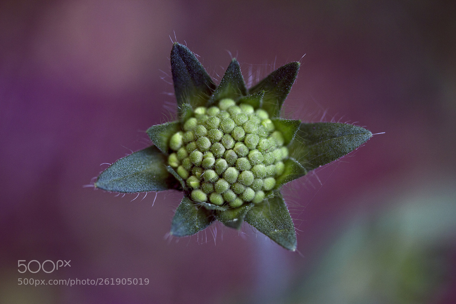 Canon EOS 60D sample photo. Knopfblume (knautia) photography