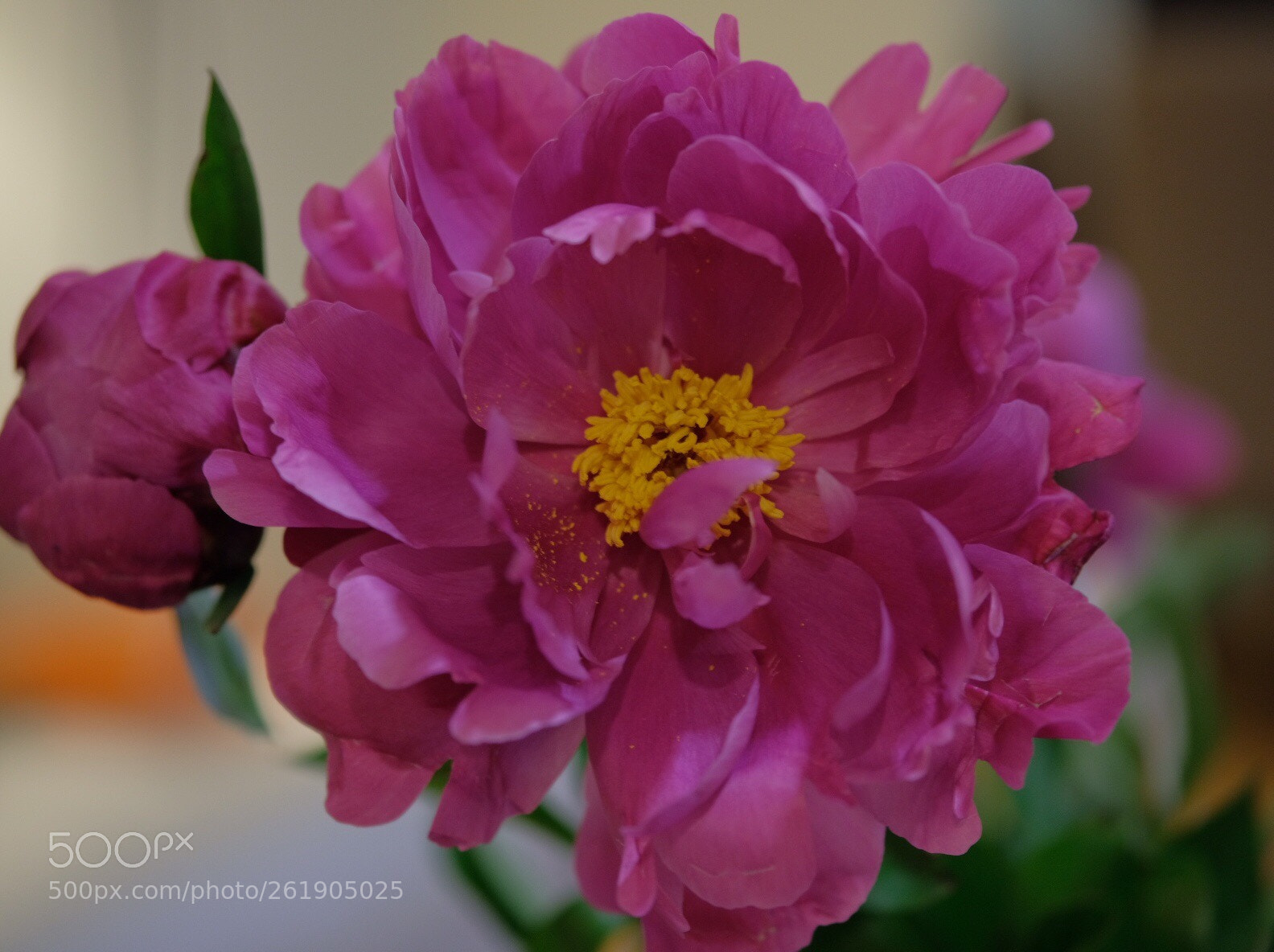 Fujifilm X-T2 sample photo. Peonies  photography