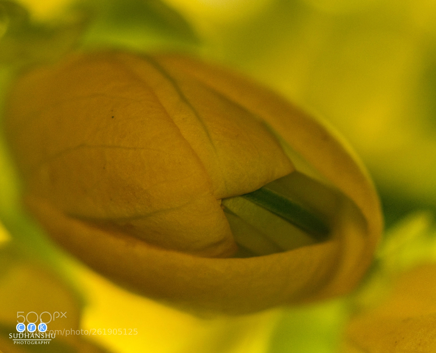 Nikon D3300 sample photo. Siamese cassia photography