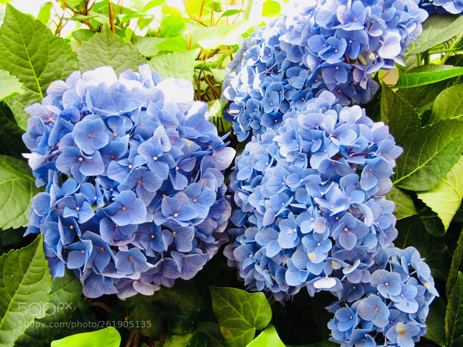 Canon POWERSHOT SX430 IS sample photo. Hydrangea macrophylla photography