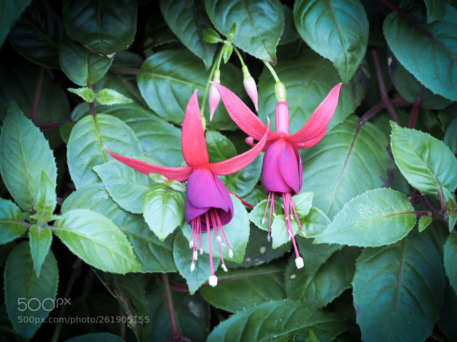 Olympus OM-D E-M10 II sample photo. The pink couple flowers photography