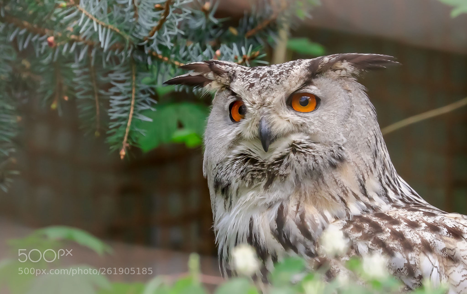 Canon EOS 5DS sample photo. Owl photography