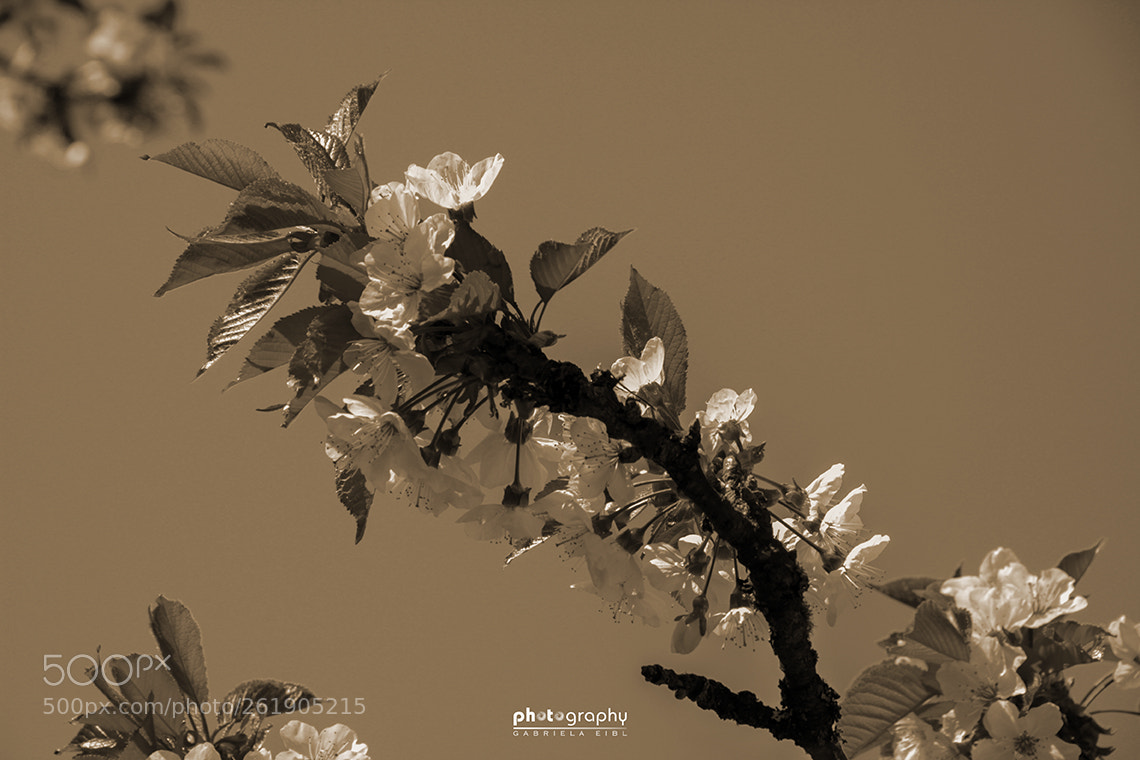 Canon EOS 500D (EOS Rebel T1i / EOS Kiss X3) sample photo. Springtime photography