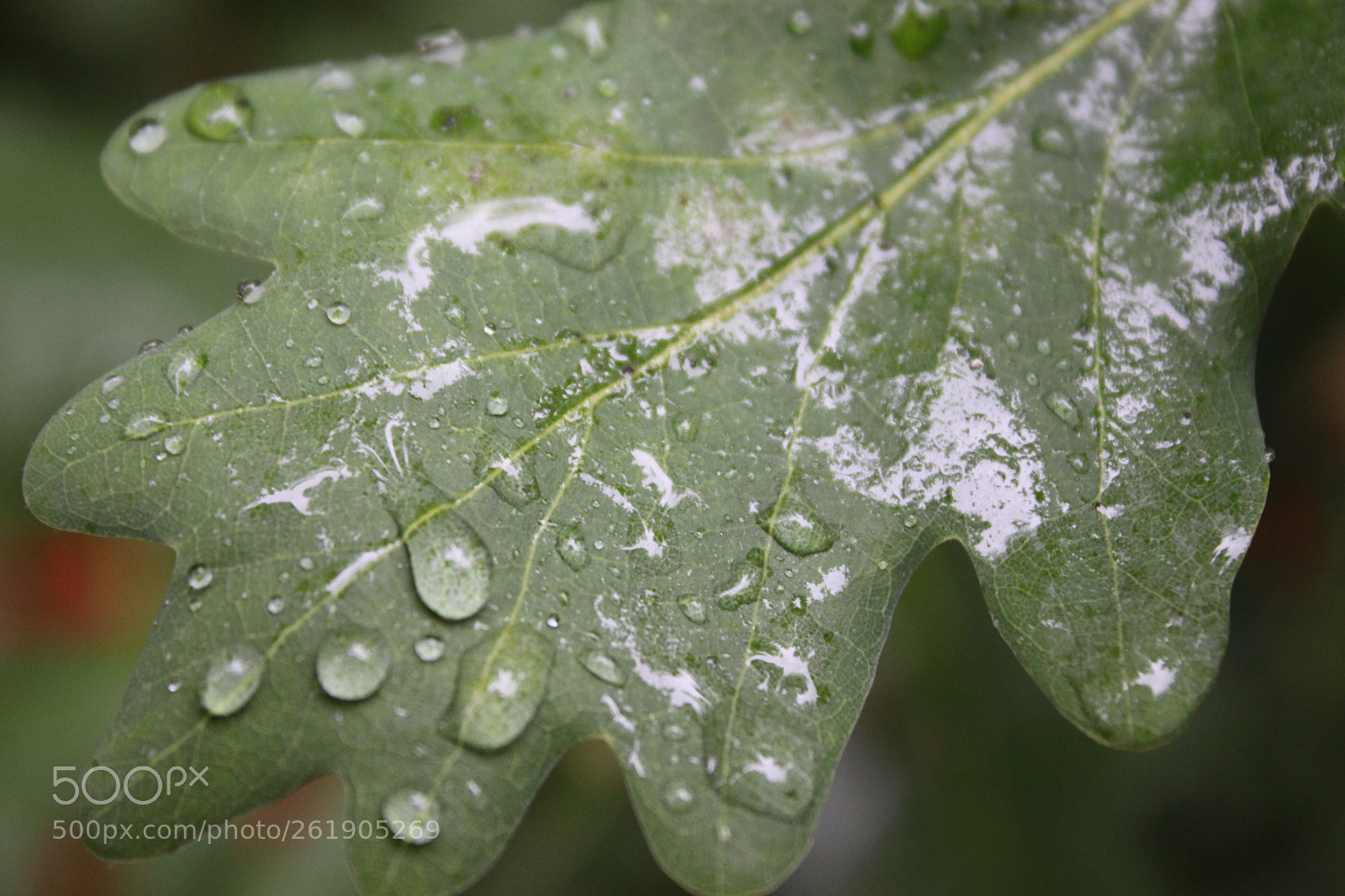 Canon EOS 500D (EOS Rebel T1i / EOS Kiss X3) sample photo. Rainy day photography