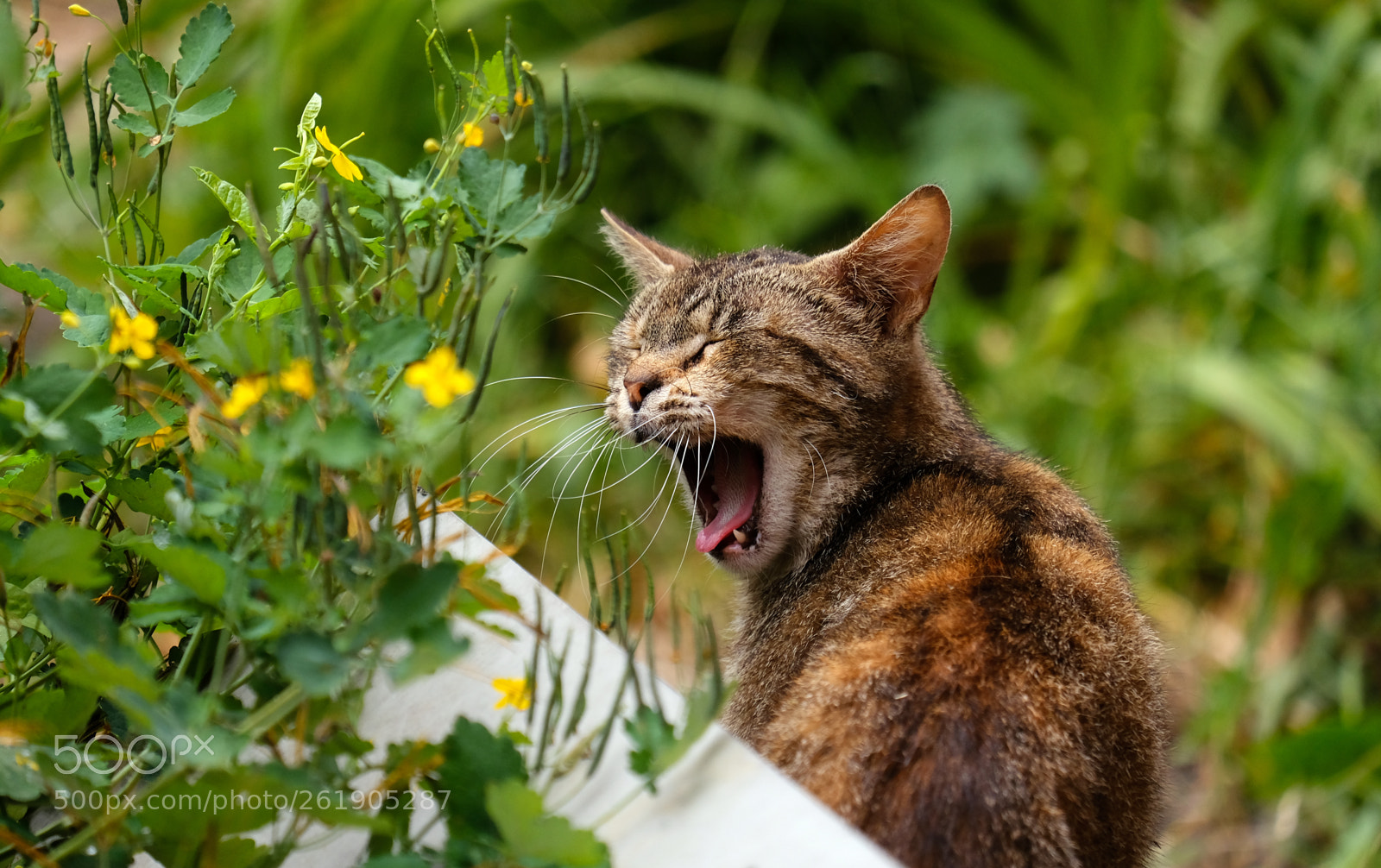 Fujifilm X-T20 sample photo. Portrait of yawning cat photography