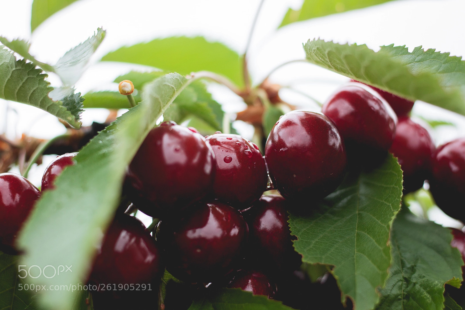 Canon EOS 1100D (EOS Rebel T3 / EOS Kiss X50) sample photo. Cherry tree photography