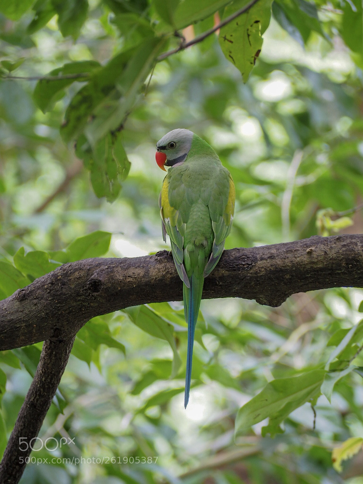 Olympus OM-D E-M10 II sample photo. The green parrot is photography