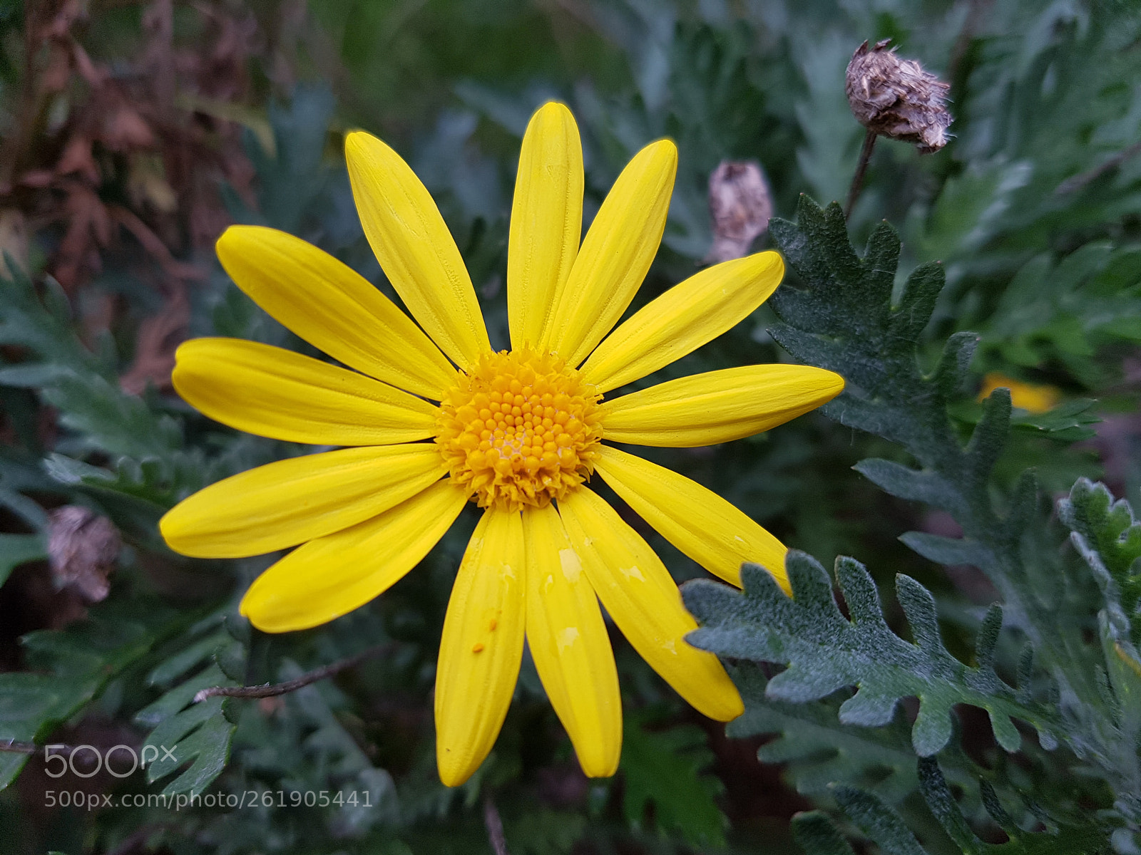 Samsung Galaxy S7 Edge sample photo. Untitled photography