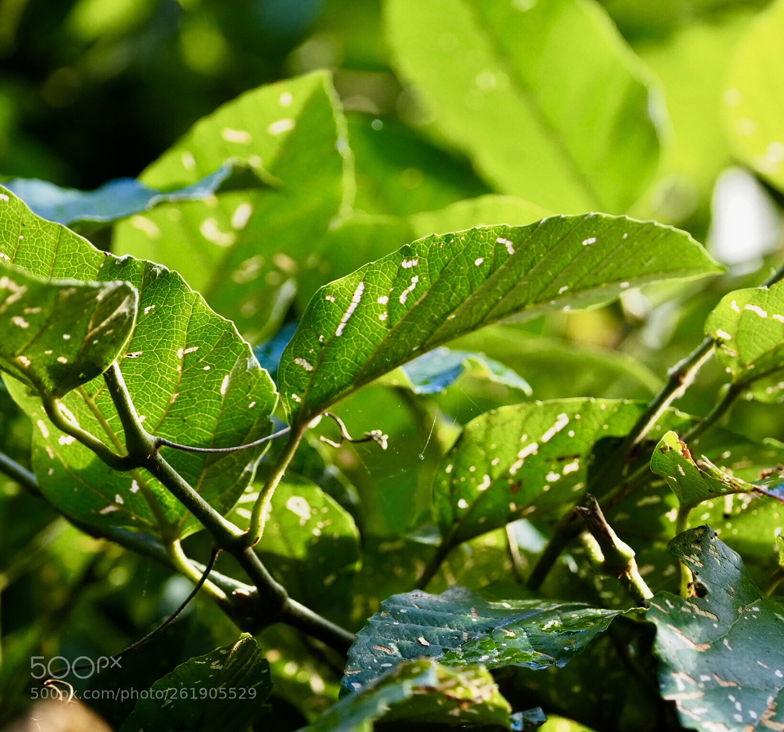 Olympus OM-D E-M1 Mark II sample photo. Resilient photography
