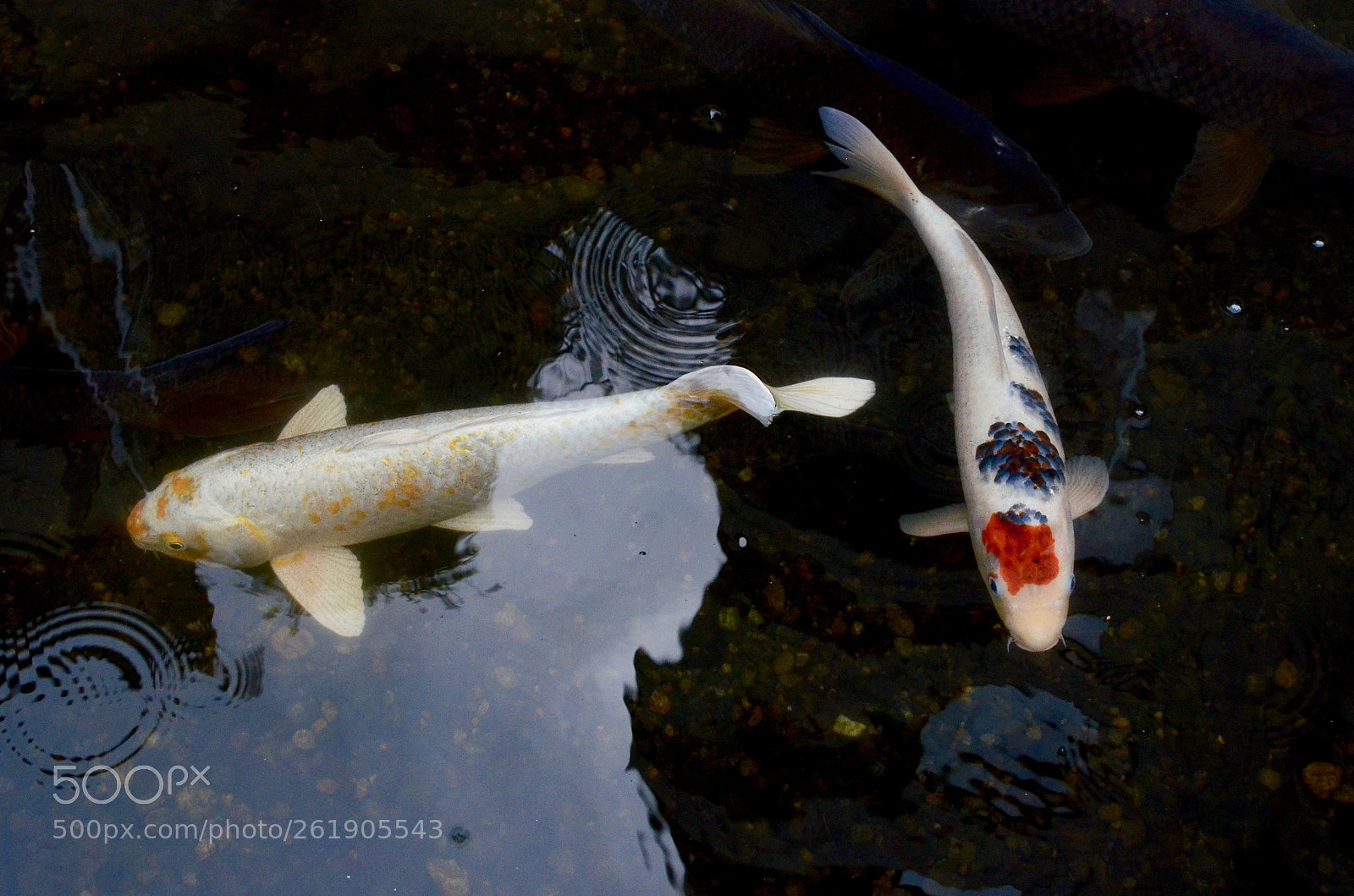 Nikon D7000 sample photo. Colored carp photography