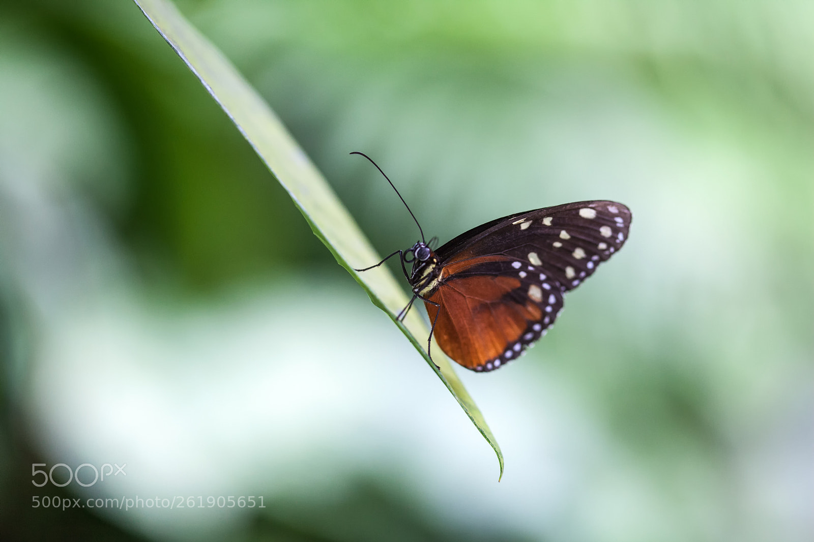 Canon EOS 5D Mark II sample photo. Butterfly closeup photography