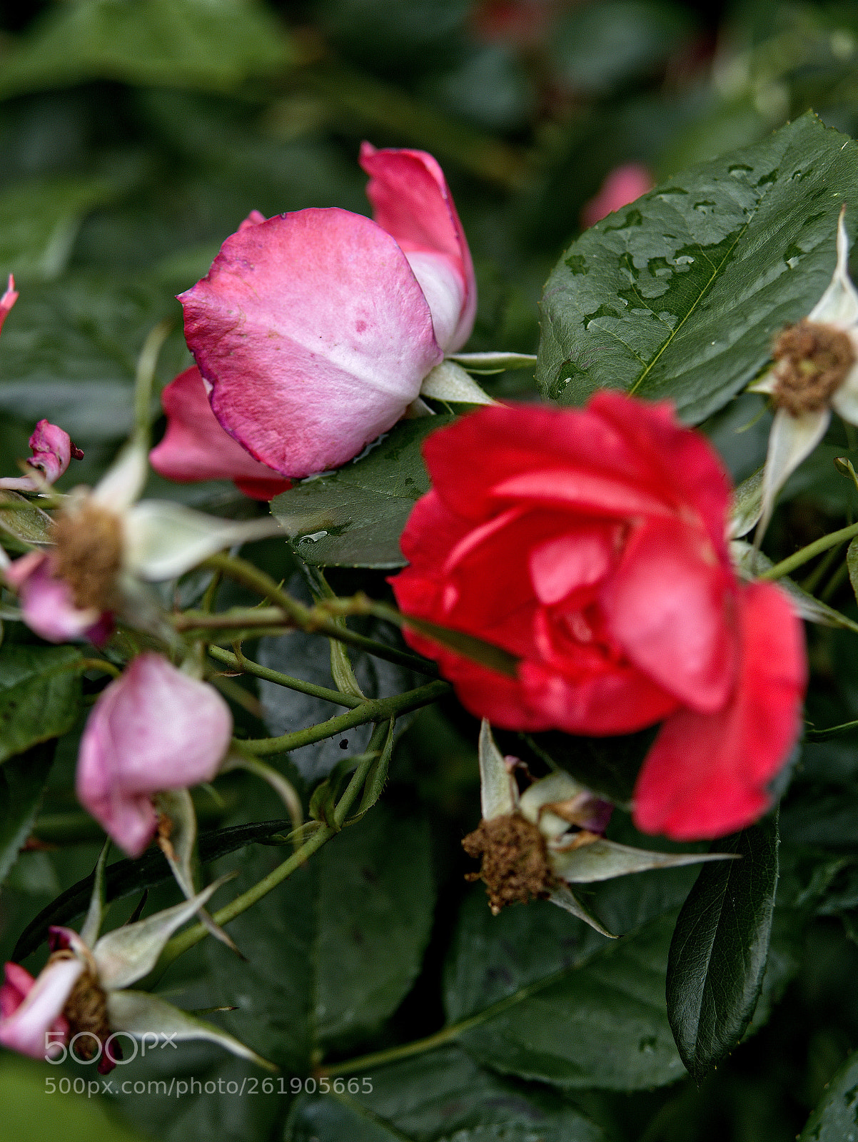 Panasonic Lumix DC-GX9 sample photo. L'une chante, l'autre pas photography