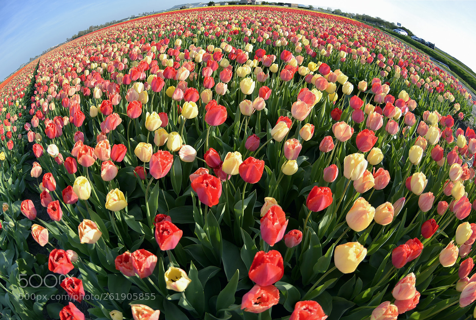Nikon D7100 sample photo. Hollanda laleleri photography