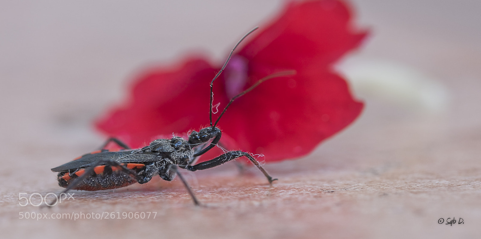 Sigma 105mm F2.8 EX DG OS HSM sample photo. Le r duve insecte photography