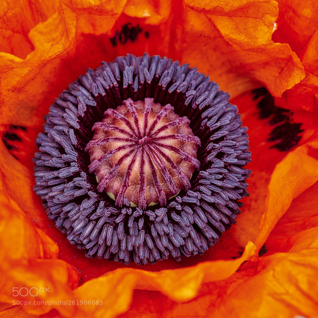 Canon EOS 70D sample photo. Poppy detail photography