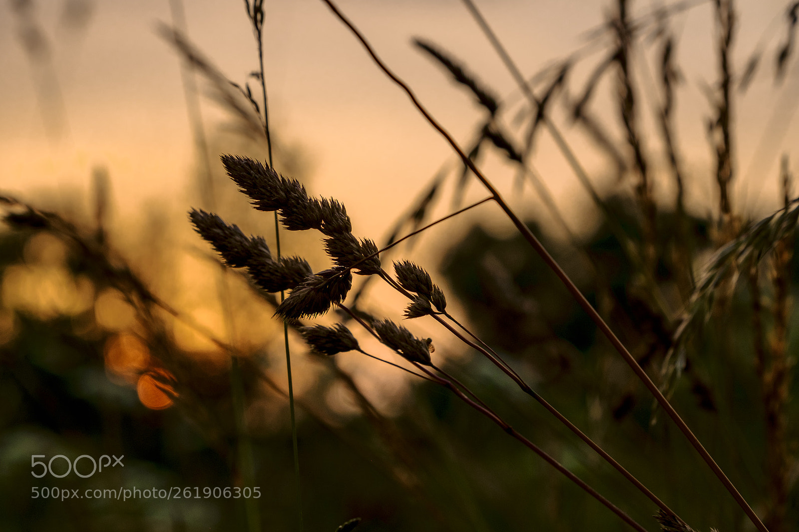 Fujifilm X-Pro1 sample photo. Light and grass photography