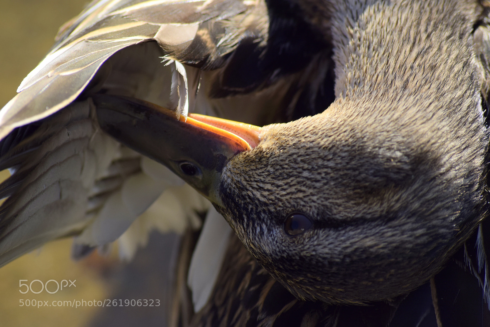Sigma 70-300mm F4-5.6 APO DG Macro sample photo. Утка чистить перышки photography