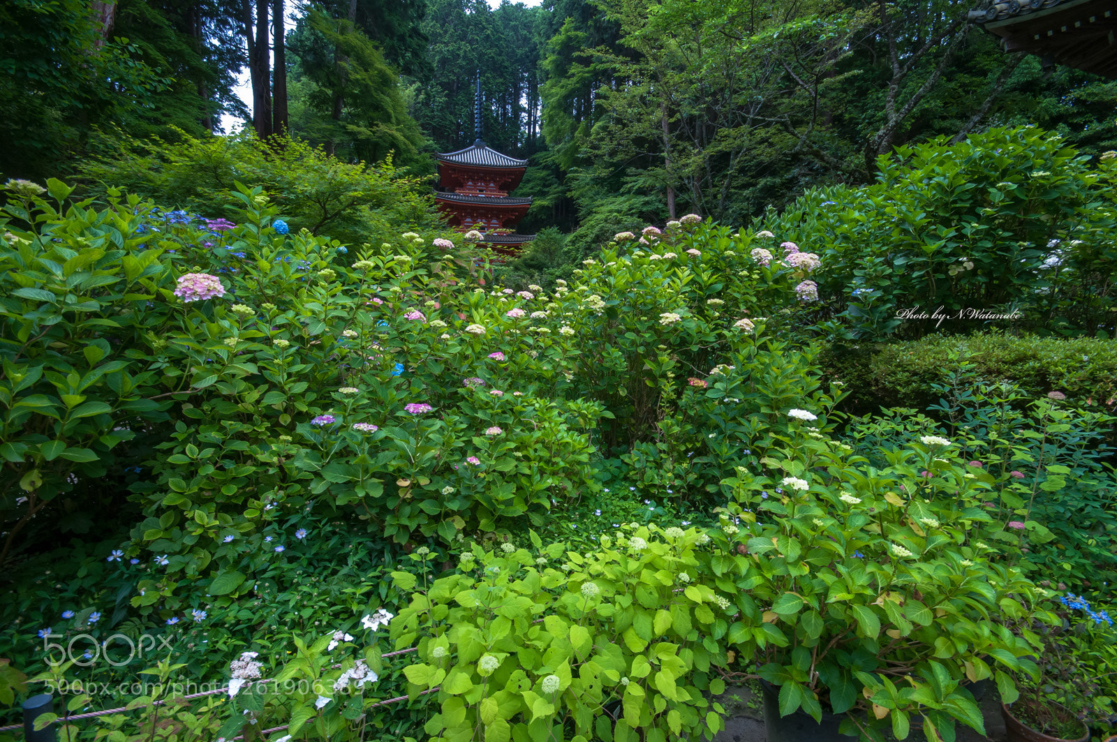 Nikon D300 sample photo. 岩船寺(gansen-ji temple) photography