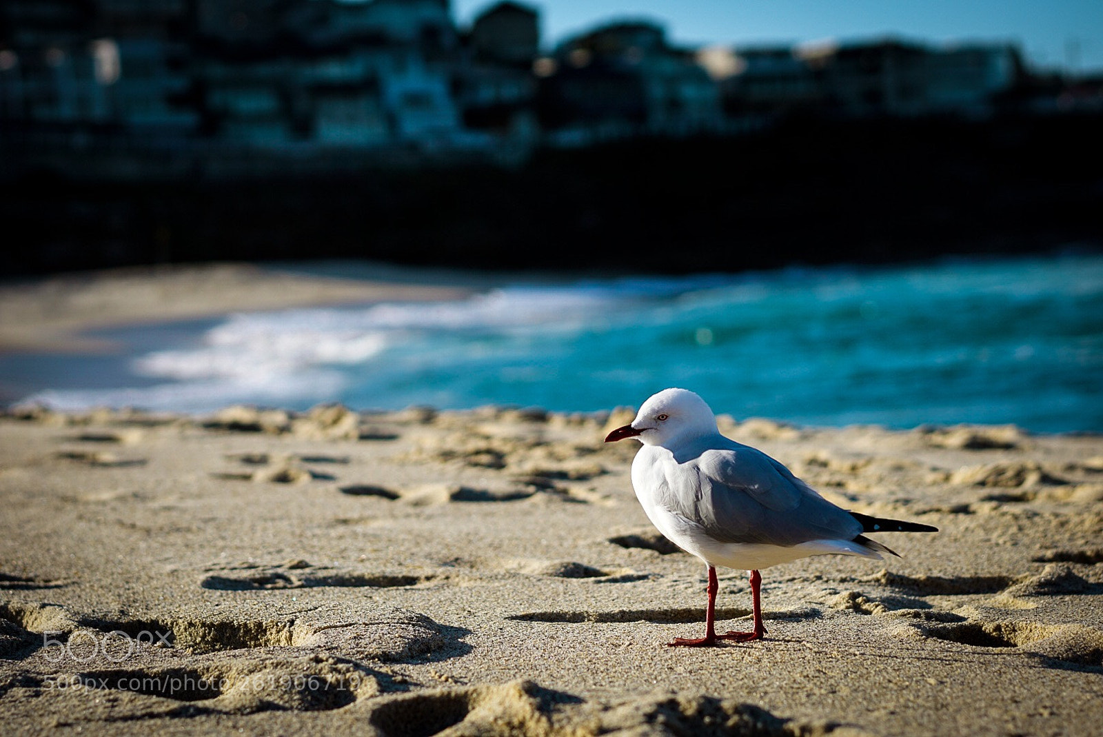 Sony a7R II sample photo. Seagull photography