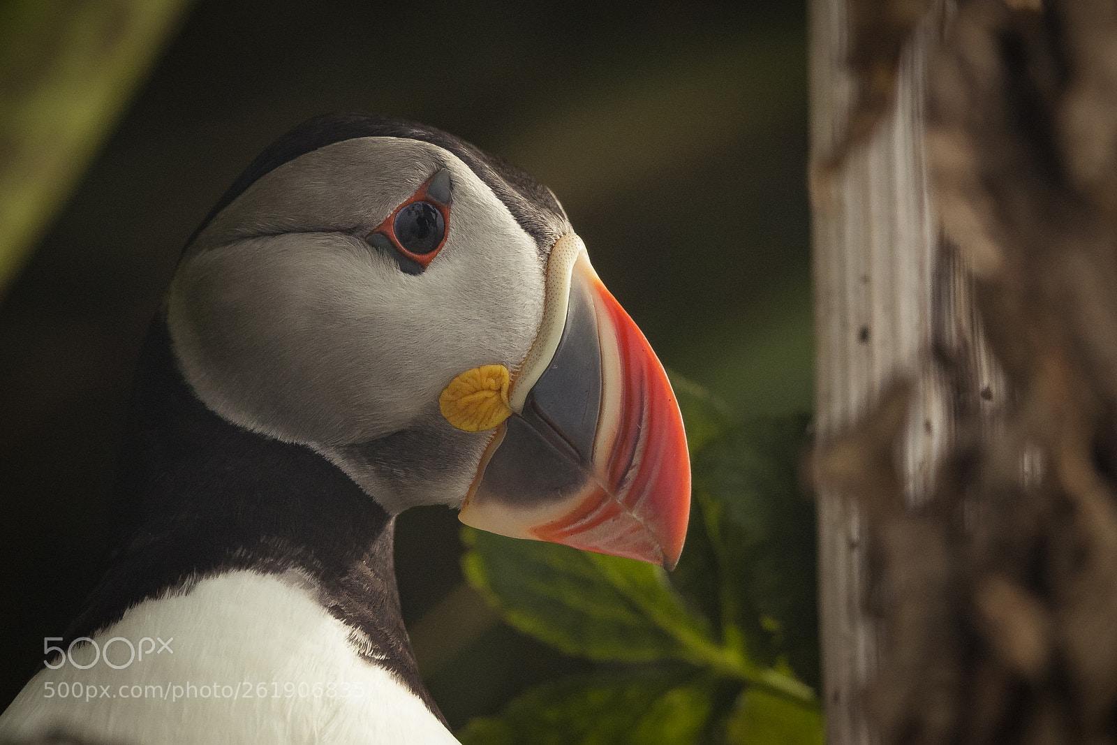 Canon EOS-1D X sample photo. Curious puffin photography
