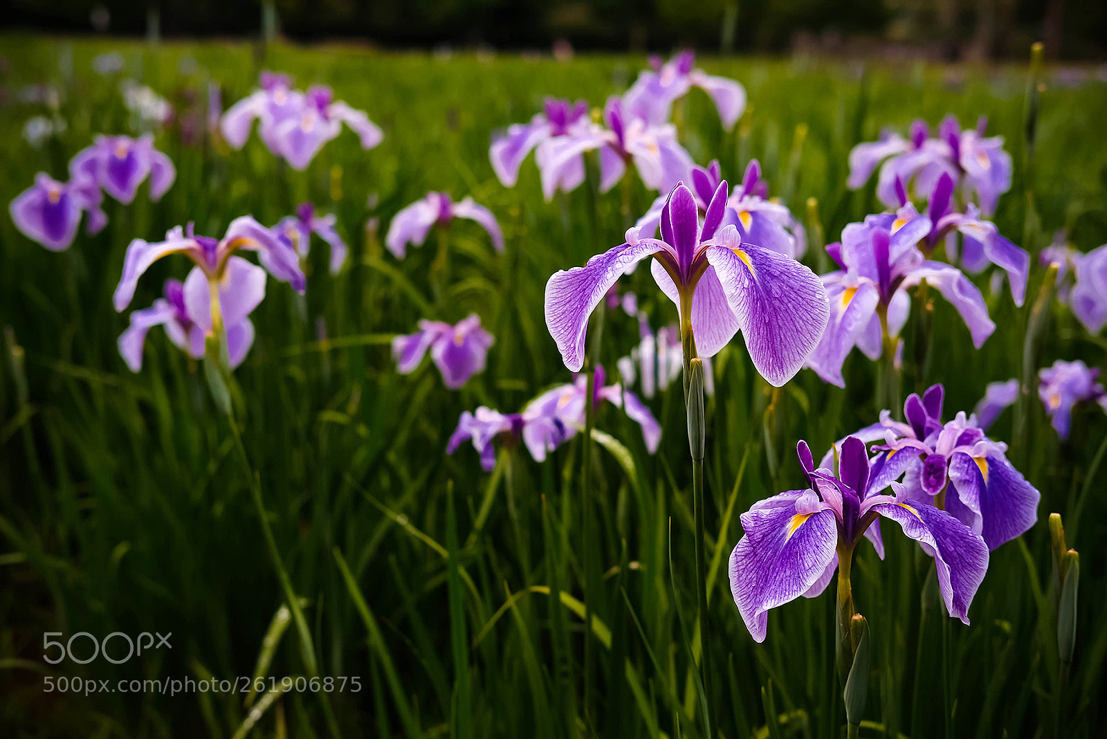 Fujifilm X-T2 sample photo. Eros of flower photography