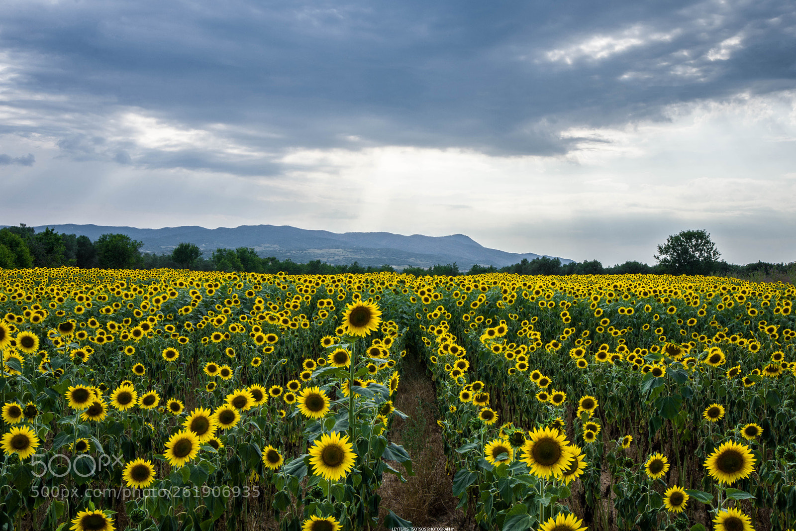 Nikon D7200 sample photo. Sunflowers photography